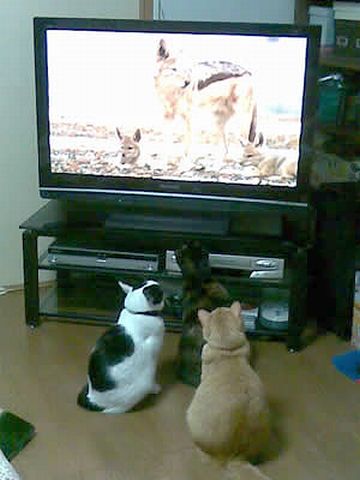 だから、お付き合い