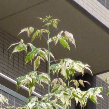 斑入りのカエデ