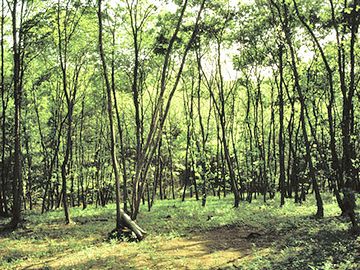 雑木林は、下草が刈られてるのが特徴