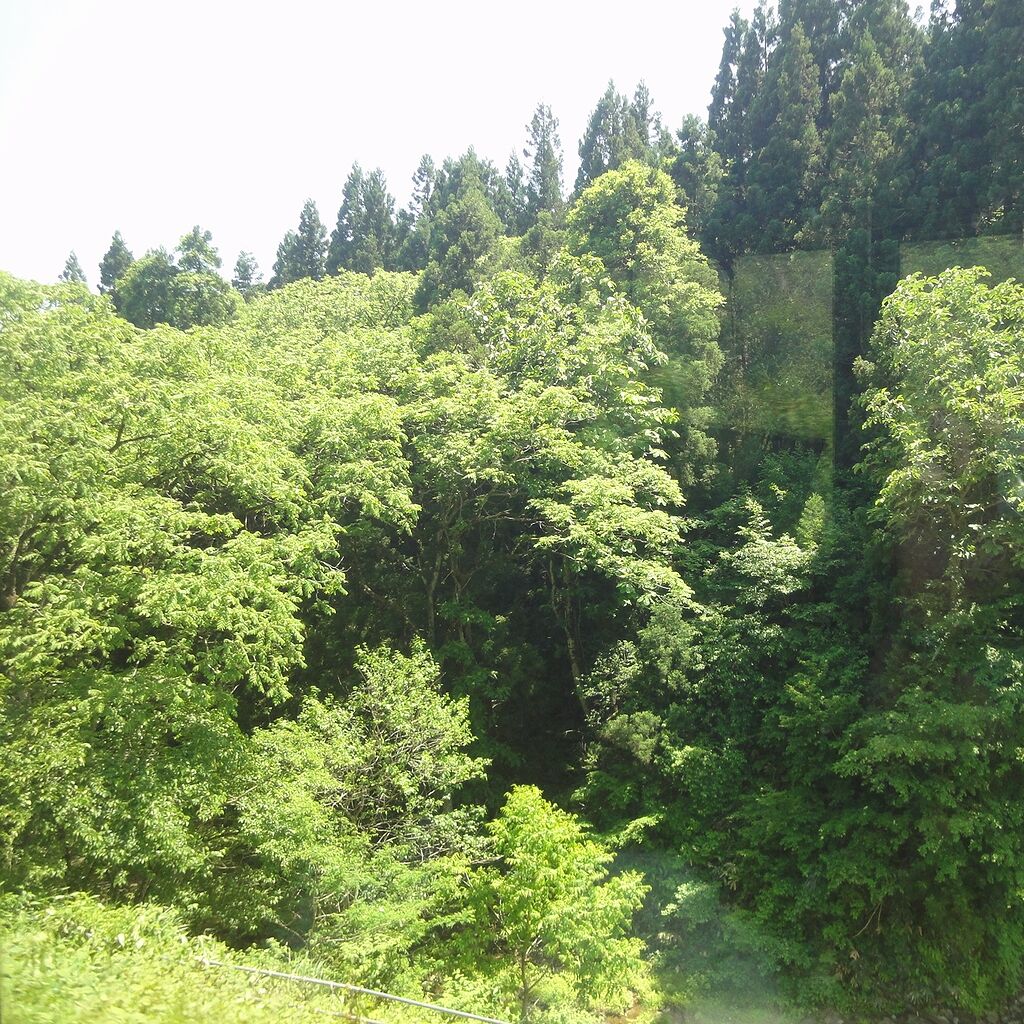 緑が目に染みるわい