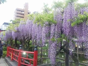 亀戸天神の藤