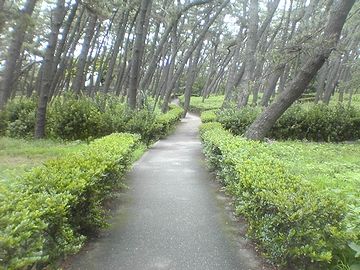 遊歩道の縁取りに、ハマヒサカキが植えられてます