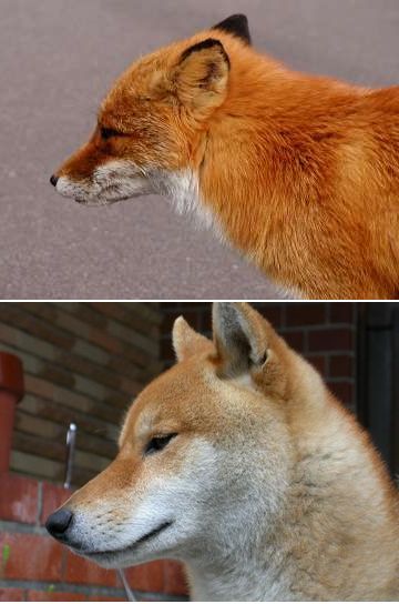 キツネ（上）と柴犬（下）