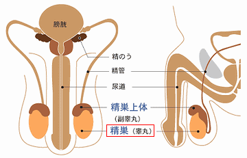 精子をつくる精巣