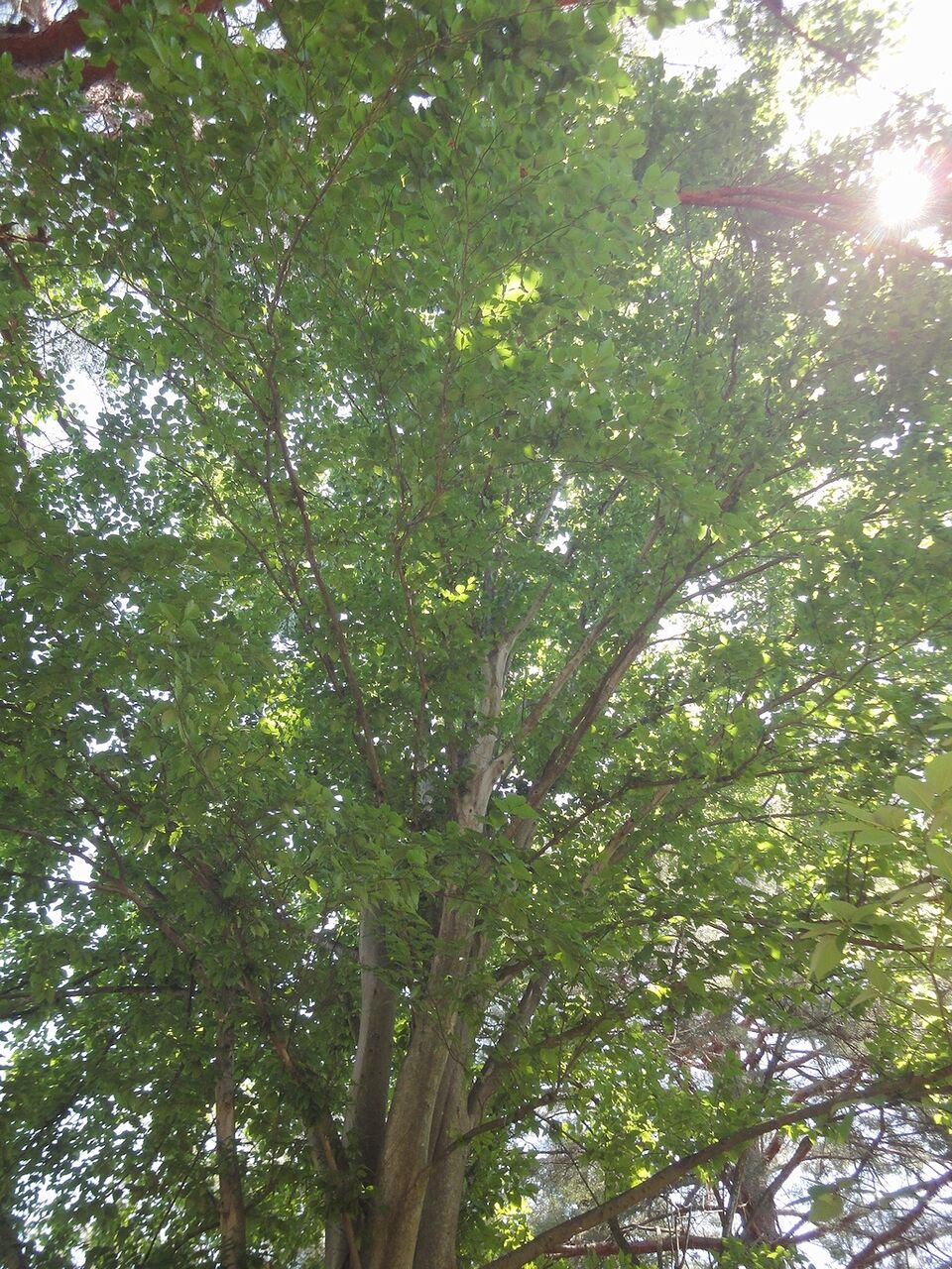 立派な大木だわ