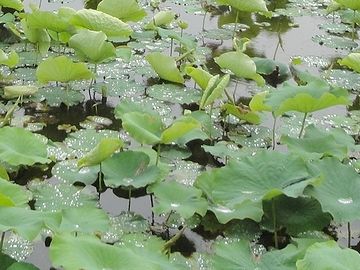 雨の蓮池