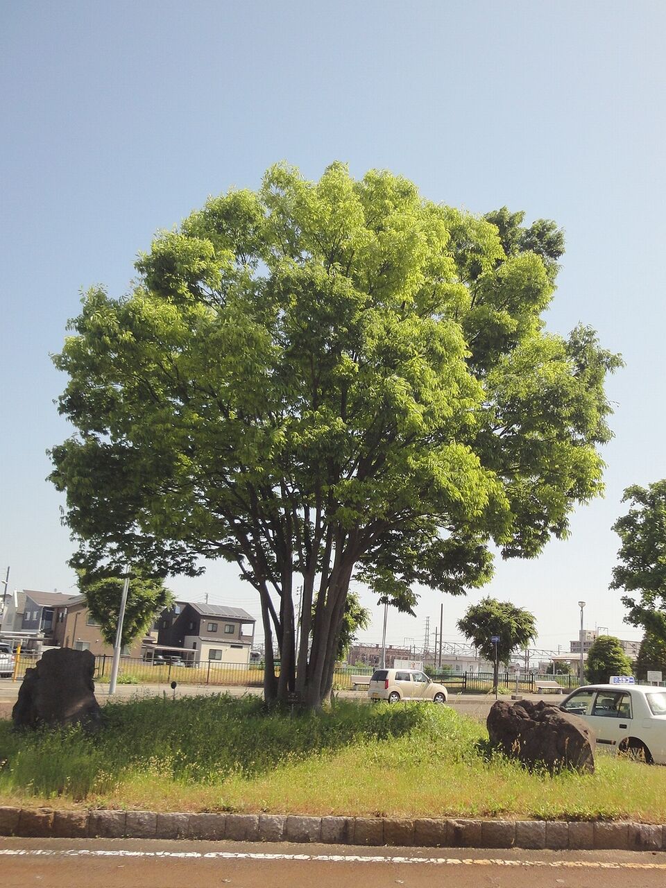 良い形のケヤキ