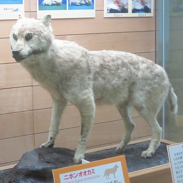 多少はオオカミっぽいですが、やはりどこか妙です