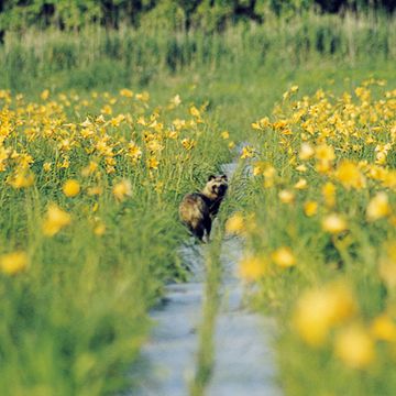 湿原には木道も渡してあります