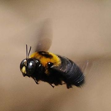 クマバチ。航空力学から見ると、飛べるはずが無いと云われて来ました。