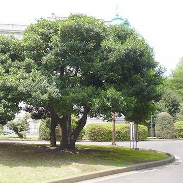 一瞬、同じ木の裏側かと思いました