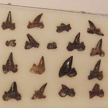 大量のサメの歯