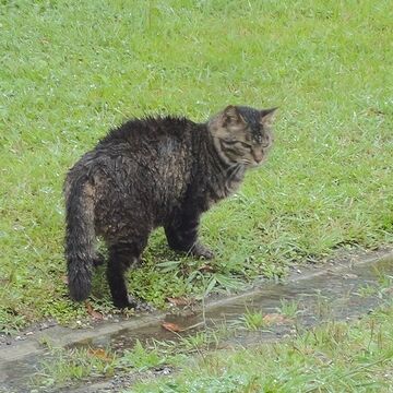 再び佇む猫