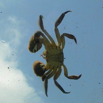 その波濤を目で追ったら、波頭に乗ってた何かが、池に飛びこんだ