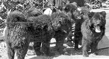 アイヌなどの北方民族が、犬ゾリや猟犬として使ってました