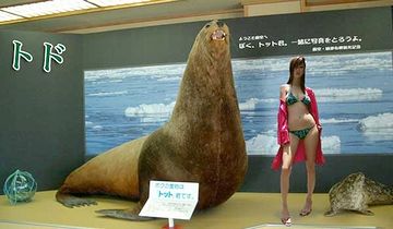 このトドは、絶滅種の化石から復元したもの。体長4.9m、体重3tだそうです。