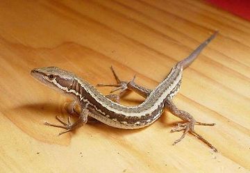 ゴキブリ退治用に、室内で飼えませんかね?