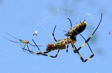 食事中のメスの背後から近づくオス