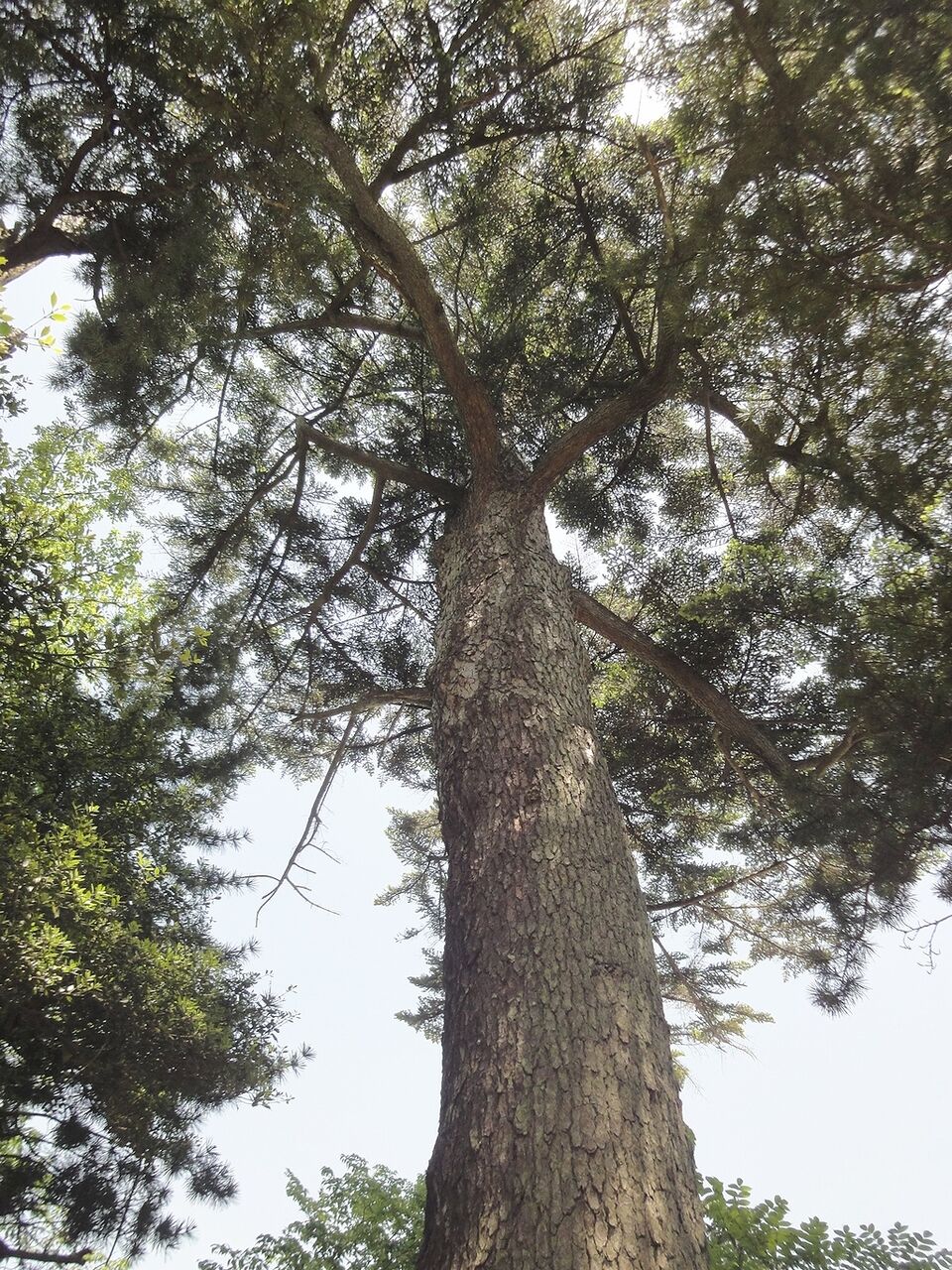 こんなとこに植えられた木は幸せだよね