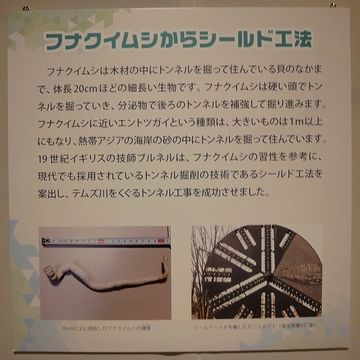 フナクイムシからシールド工法