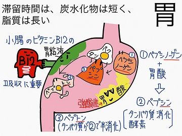 消化は胃の役目