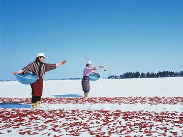 『かんずり（唐辛子）』の雪さらし（新潟県妙高市）