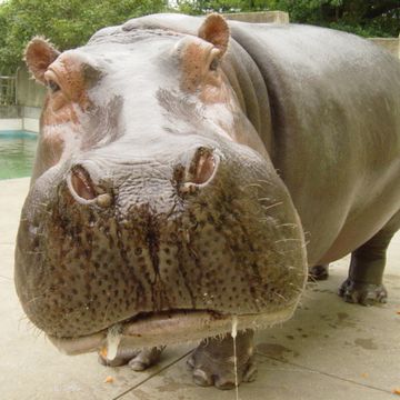 それじゃ、カバはどうなのよ