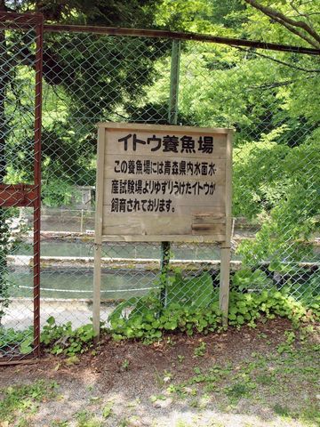 十二湖では、養殖されてるんです