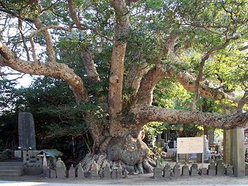 浜崎の大タブ(茨城県神栖市)