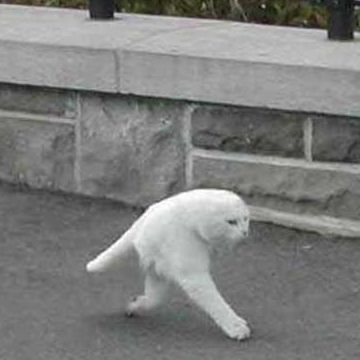 ストリートビューに映りこんだ2本足の猫