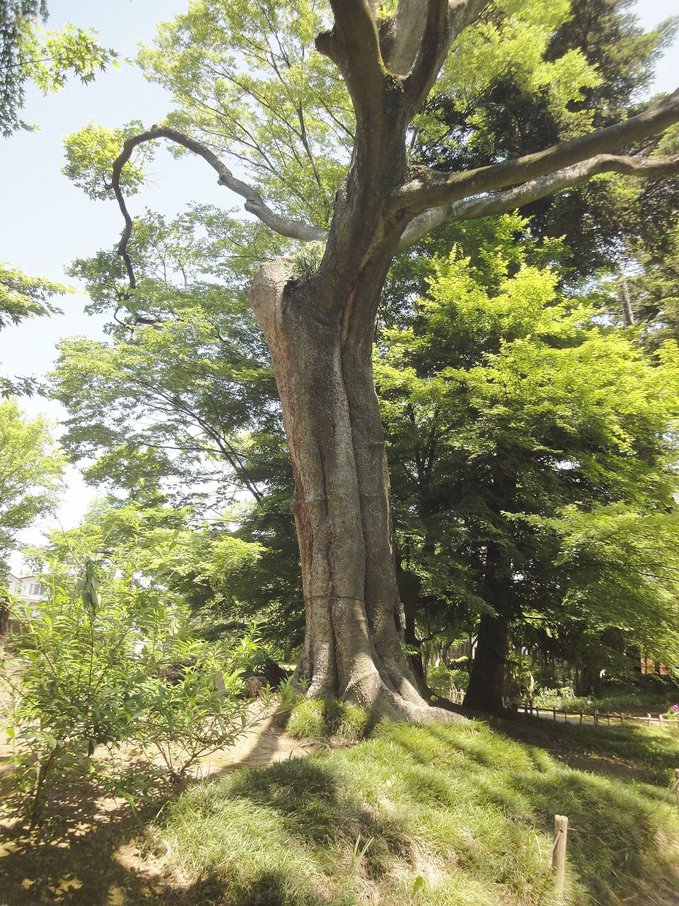 この木は、1回、幹が折れてるね
