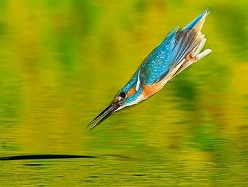 翼にそういう仕組みのあるカワセミが、選抜されて生き残った
