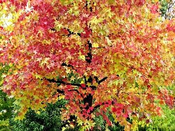 黄色と赤が混じった綺麗な紅葉