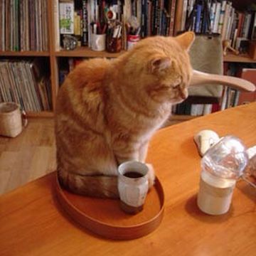 あんたは、日本一、茶道に向かない人間だと思うわ