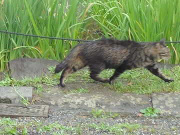 すたこらと去る猫