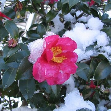 雪を被って咲く姿が可憐