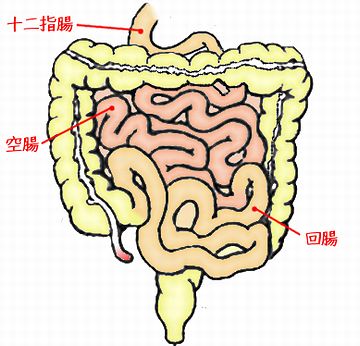 さらに小腸は、胃に接続する方から、十二指腸、空腸、回腸に分けられる