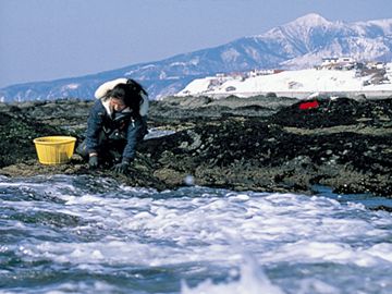 海で採れるのよね?