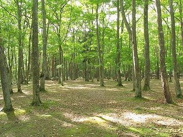 自然風に見えますが、純粋な自然林は、決してこんな景観にはなりません