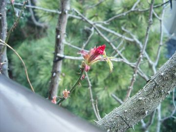 わが家のバラの芽