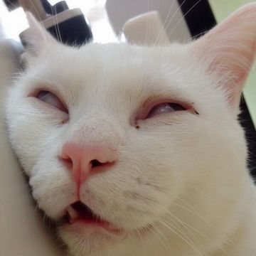 いつ寝たのか、記憶にありません