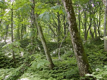 白神山地のうち、世界遺産に登録されてる区域には、人は踏み込むことが出来ないんですよ