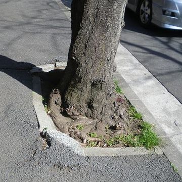 植樹桝