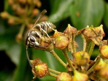 この花、虫たちに大人気だったんです