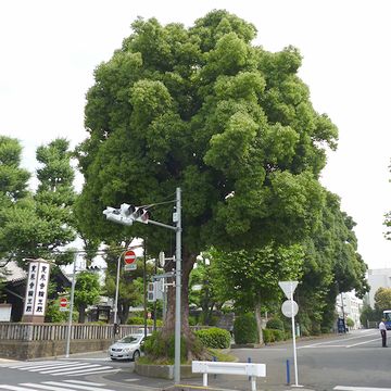 クスノキですかね?