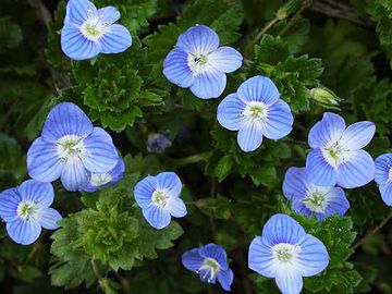 小さくて可憐な花です