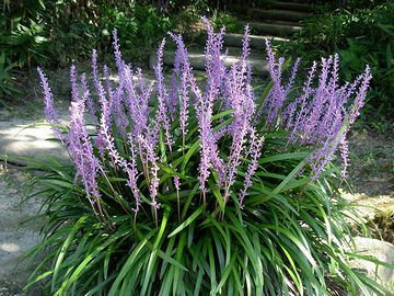 ヤブランも秋の花です