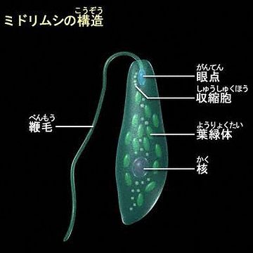 そんなことが出来るのは、単細胞生物だけだわ