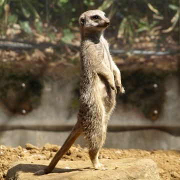 列車の中で、ミーアキャットの真似なんかするから