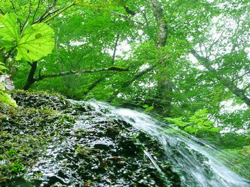 水は、白神山地の伏流水